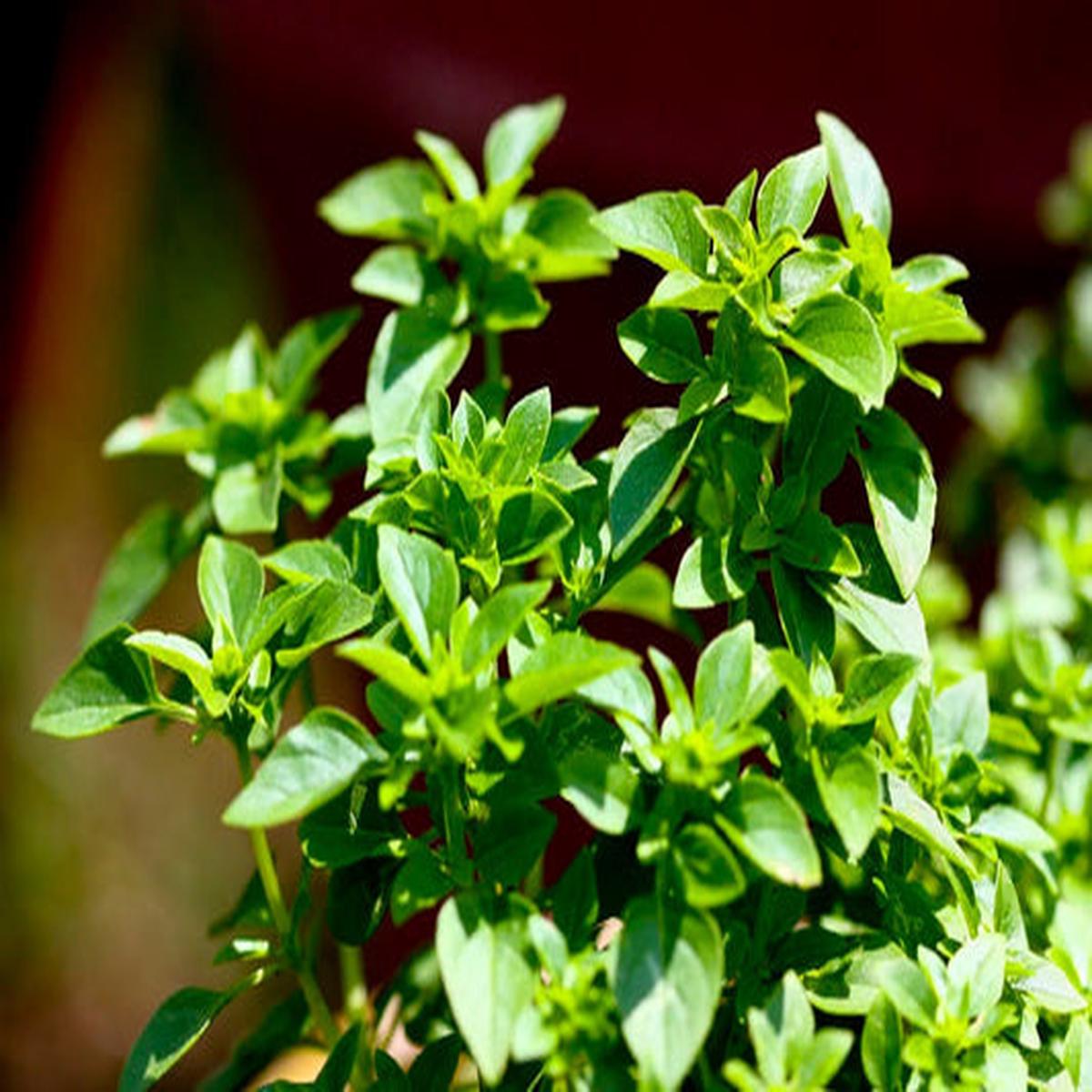 Spicy Globe Basil (Ocimum Basilicum) Herb Flower Seeds