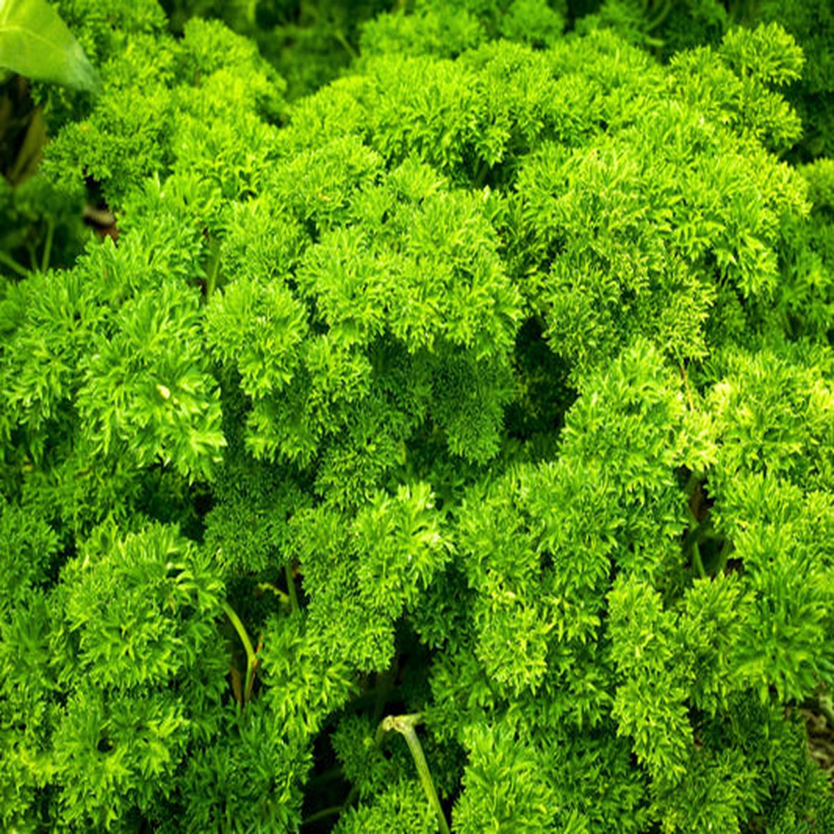 Triple Curled Parsley (Petroselinum hortensis) Herb Vegetable Seeds