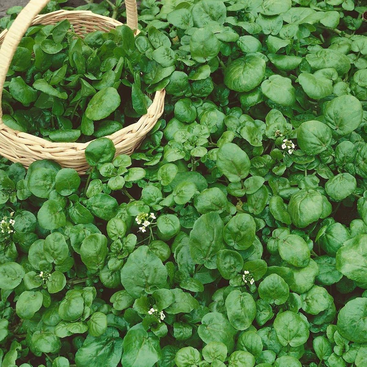Watercress (Nasturtium officinale) Herb Seeds for Planting  Heirloom, Non-GMO, Easy to Grow