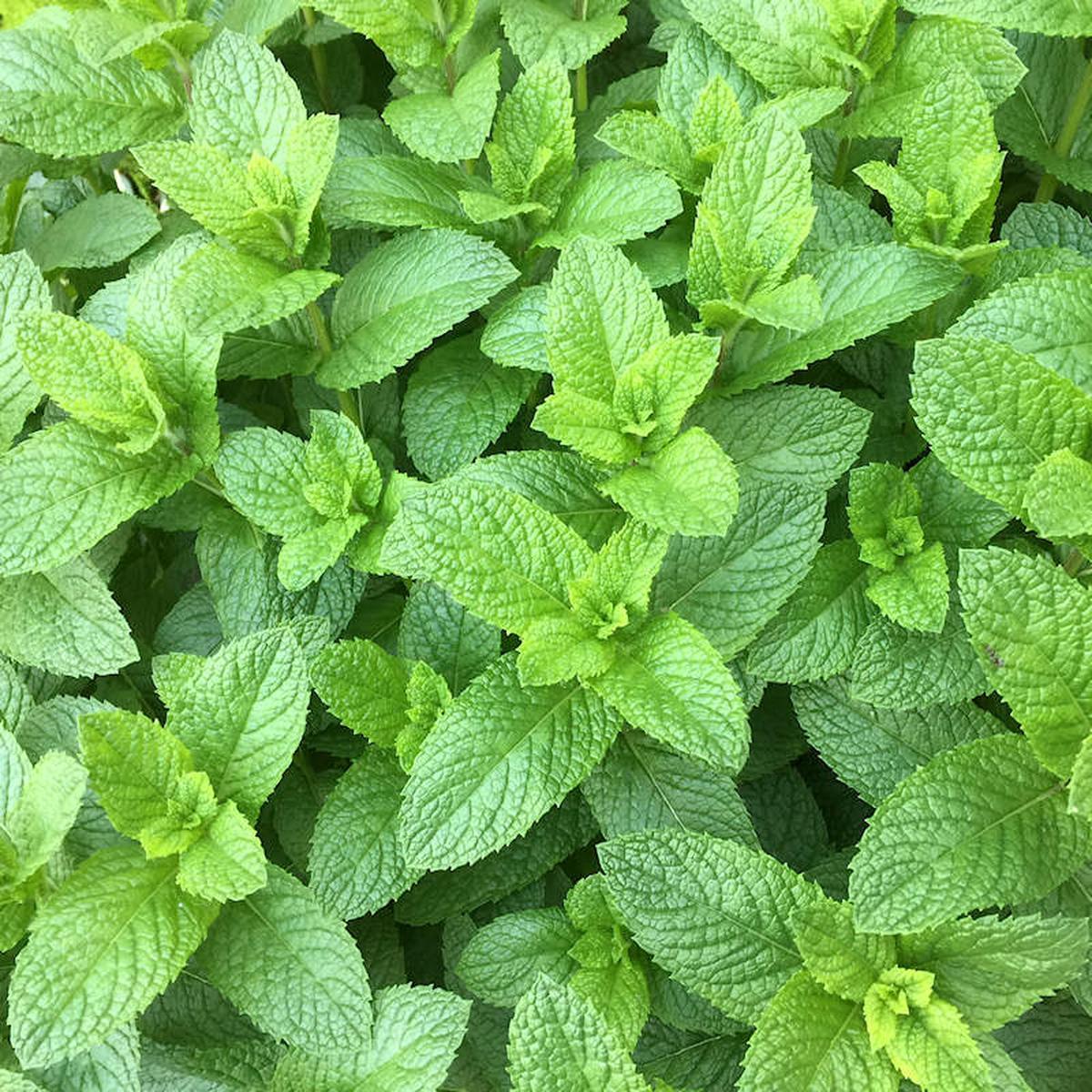 Spearmint Mentha Spicata Seeds for Planting  Heirloom, Non-GMO, Easy to Grow, Perennial