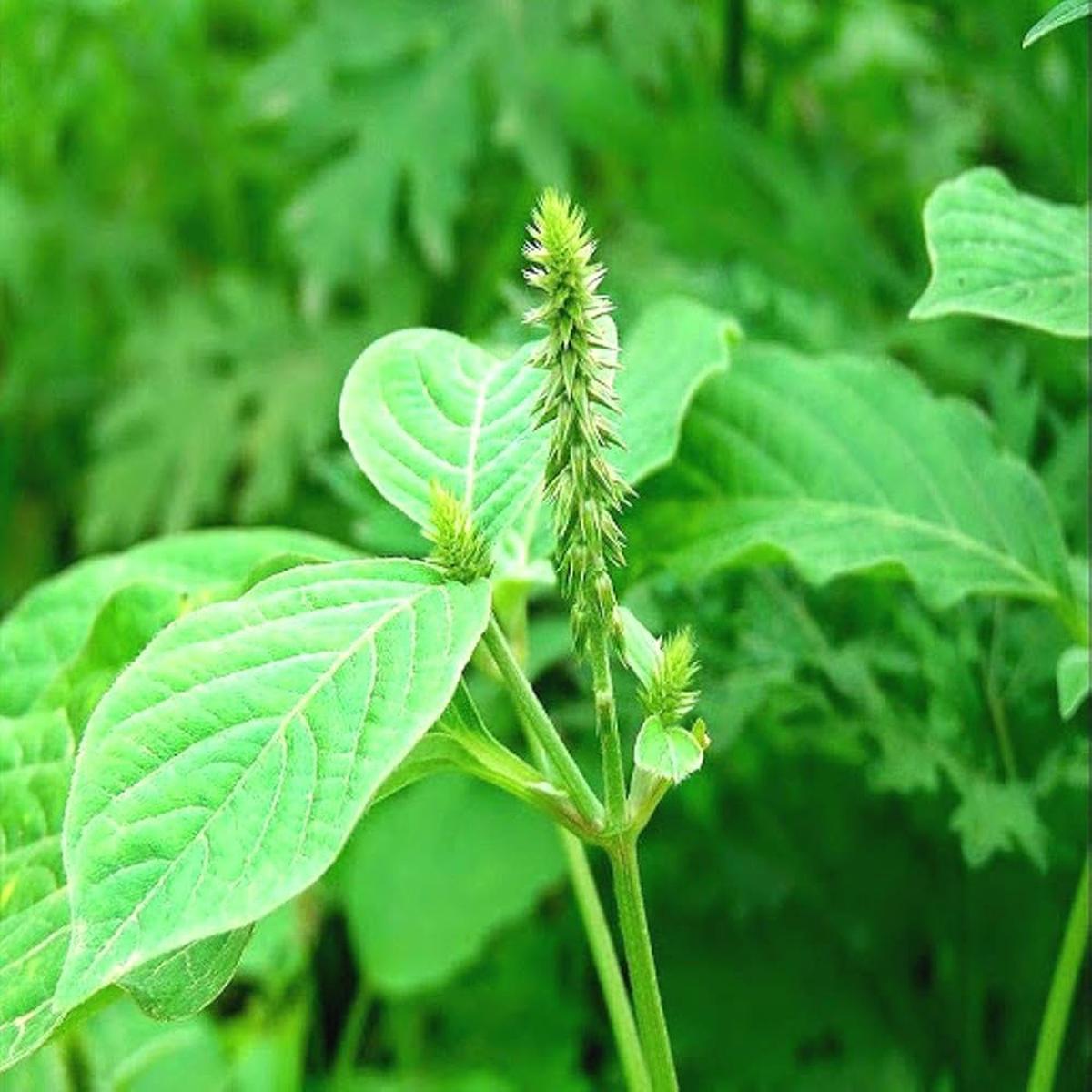 Achyranthes Aspera Herb Seeds for Planting  Heirloom, Non-GMO, Medicinal, Easy to Grow