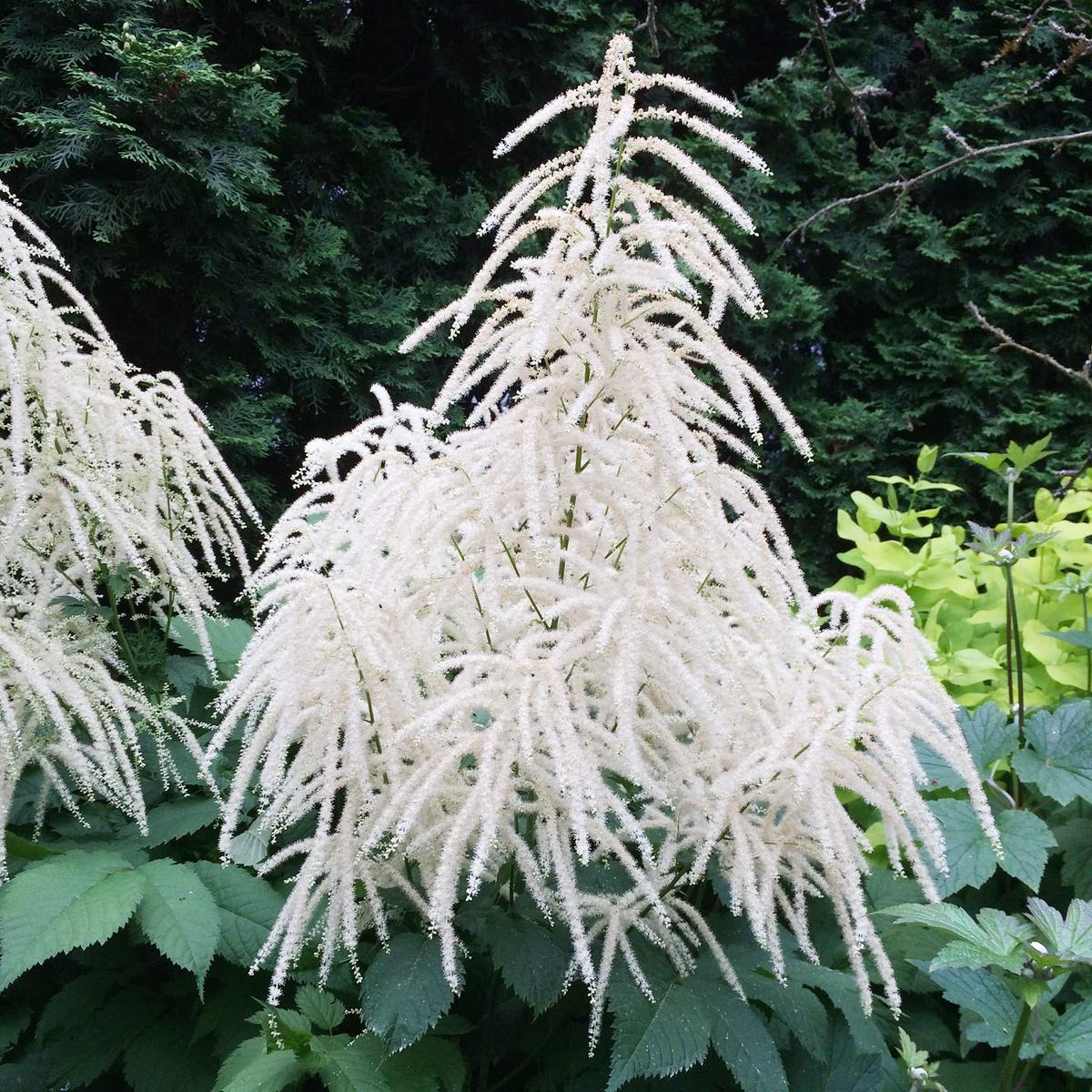 Aruncus Herb Seeds for Planting  Heirloom, Non-GMO, Easy to Grow, Perennial