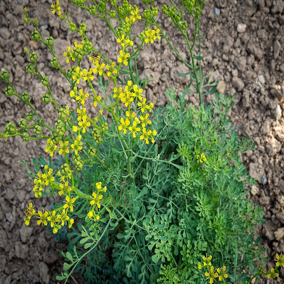Rue Ruta graveolens Herb Plant Seeds