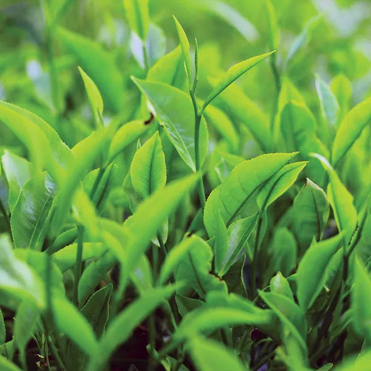 Tea Plant Herb Seeds (Camellia Sinensis)  Heirloom, Non-GMO, Easy to Grow