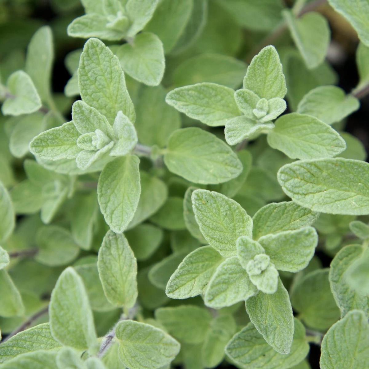 Wild Zaatar Oregano (Origanum syriacum) Herb Seeds for Planting  Heirloom, Non-GMO, Perennial, Aromatic