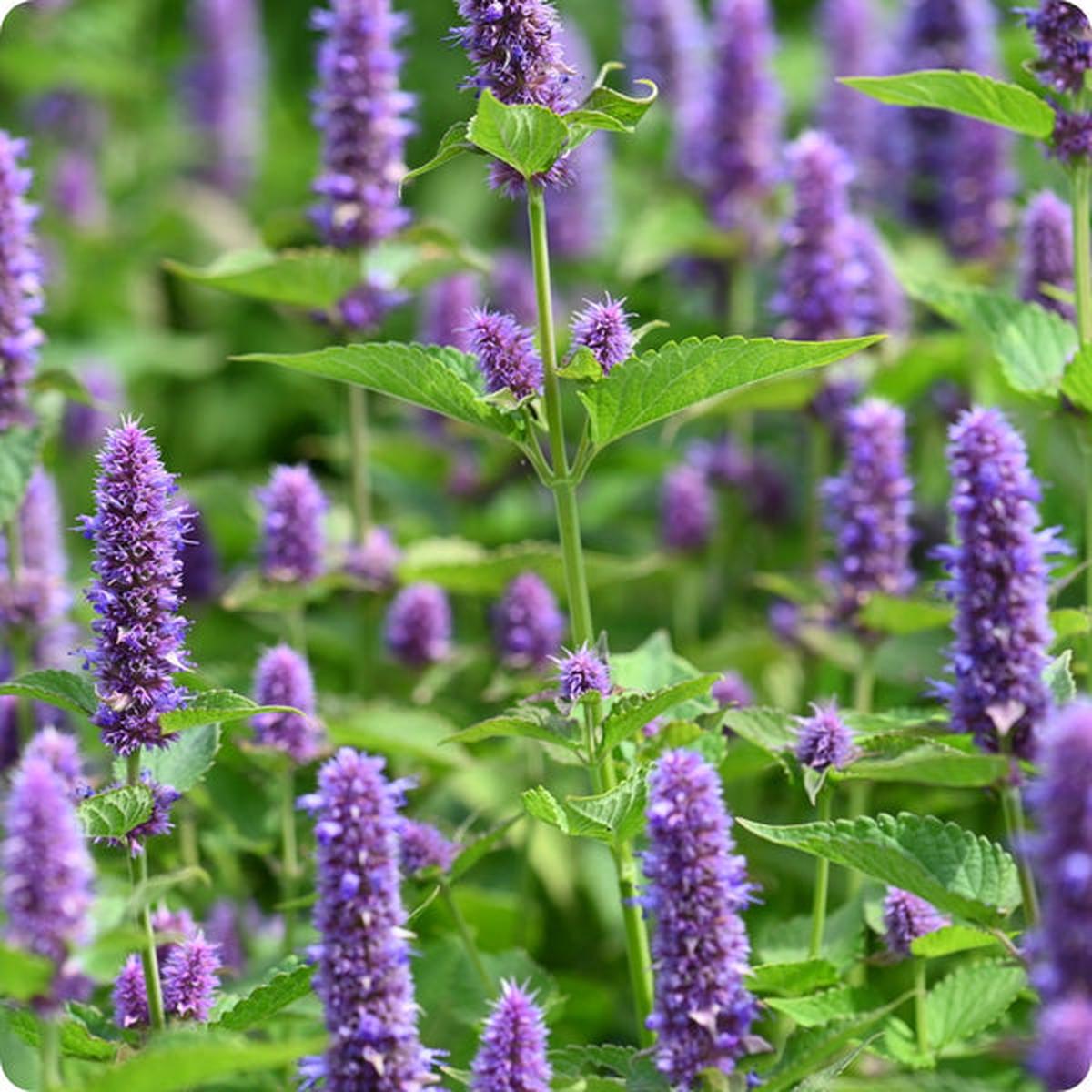 Anise Hyssop Seeds (Agastache foeniculum)
