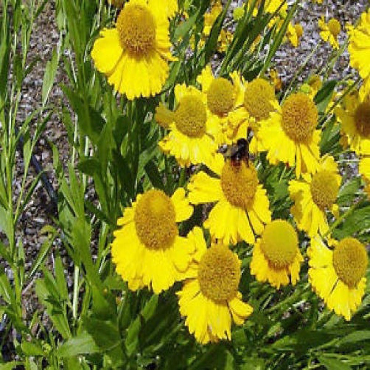Autumn Sneezeweed (Dogtooth Daisy / Helen's Flower / Bittersweet) Helenium autumnale Flower Seeds