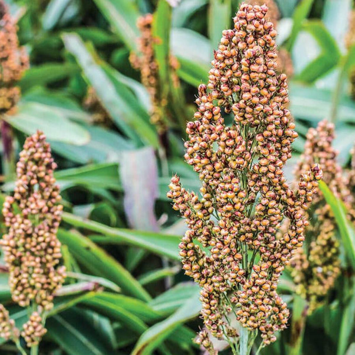 Broomcorn (Sorghum bicolor) Herb Seeds for Planting  Heirloom, Non-GMO, Drought-Tolerant, Annual