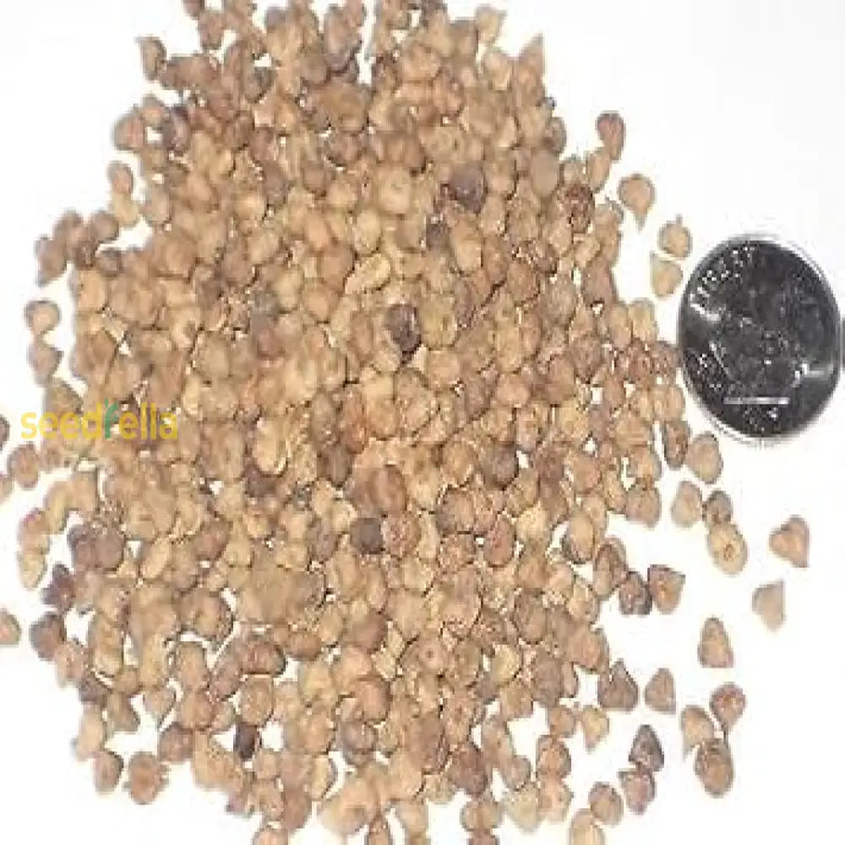 Brown Nirgundi Seeds Planting Guide