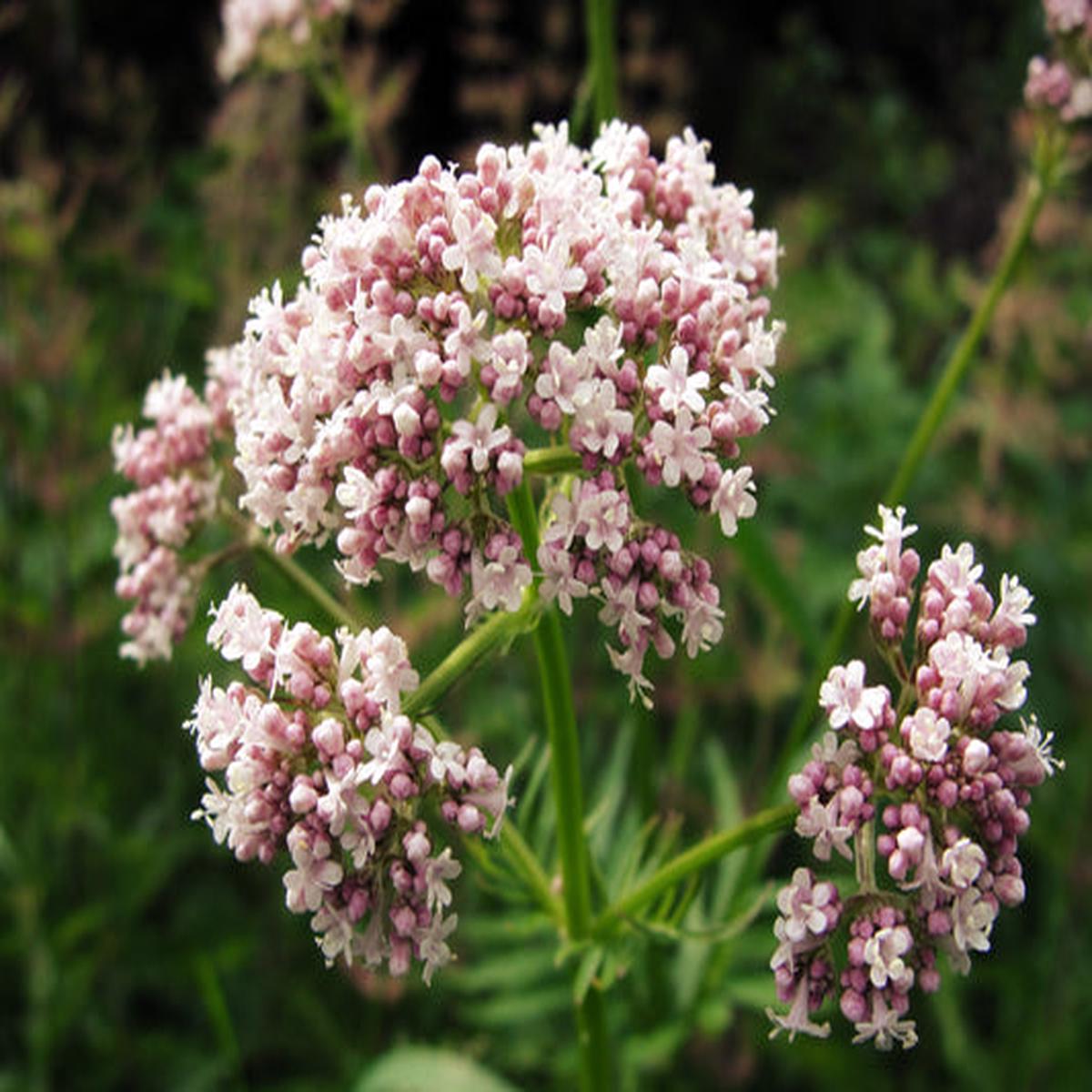 Valerian (Garden Heliotrope / Heal All) (Valeriana officinalis) Herb Flower Seeds
