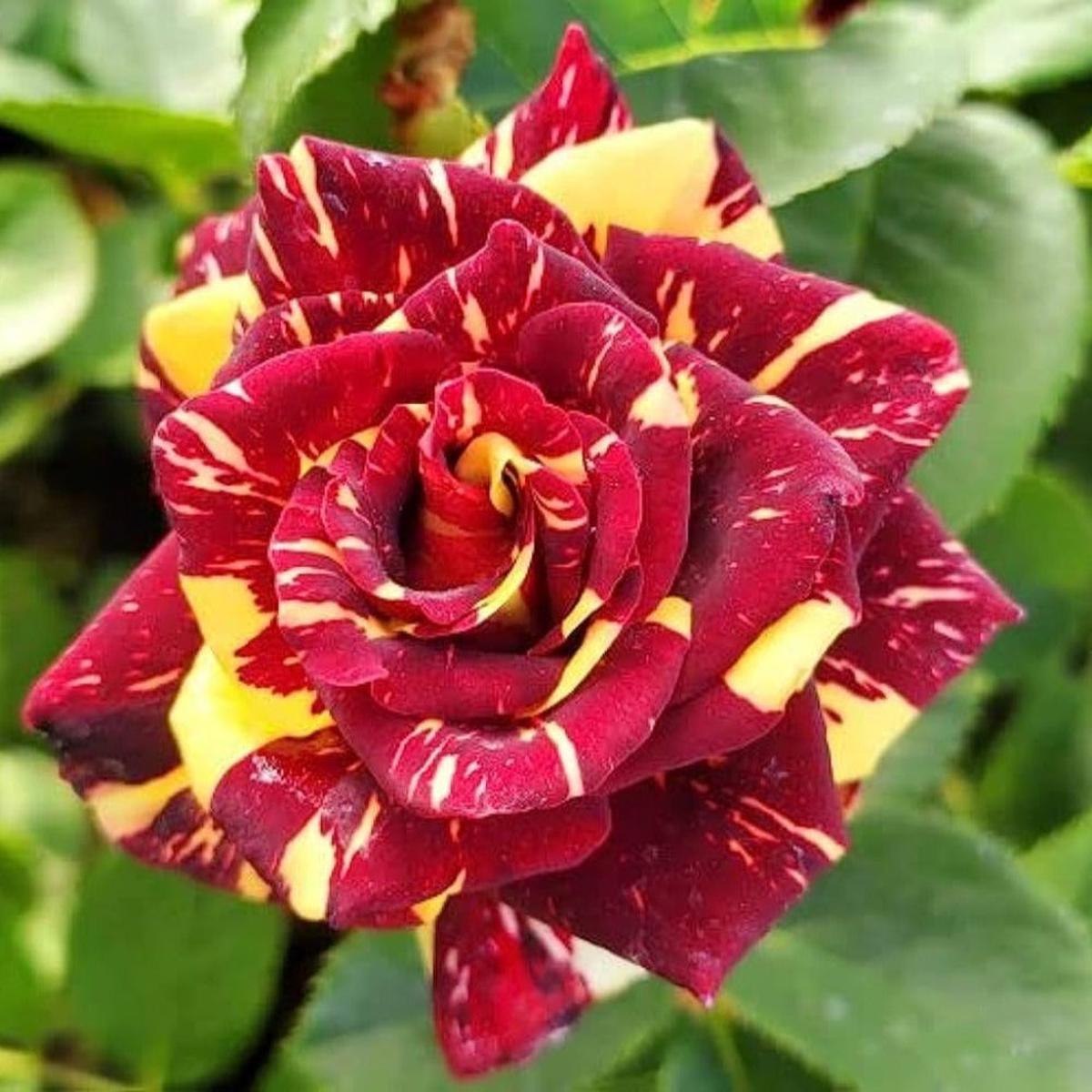 Abracadabra Rose Flower Seeds for Planting  Heirloom, Non-GMO, Easy to Grow, Annual