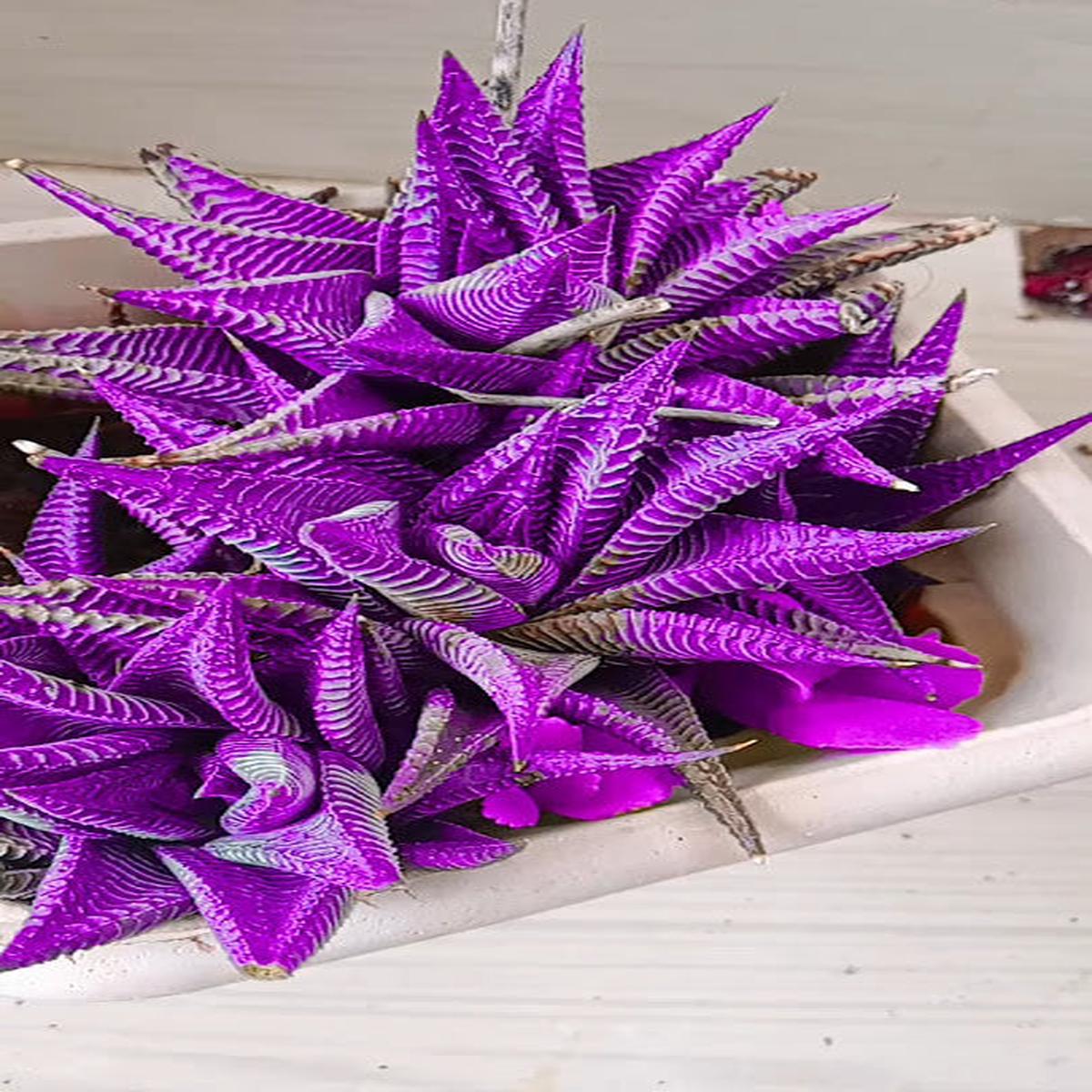 Aloe Cameron Seeds for Planting Purple - Add the Striking Purple Aloe Cameron to Your Garden