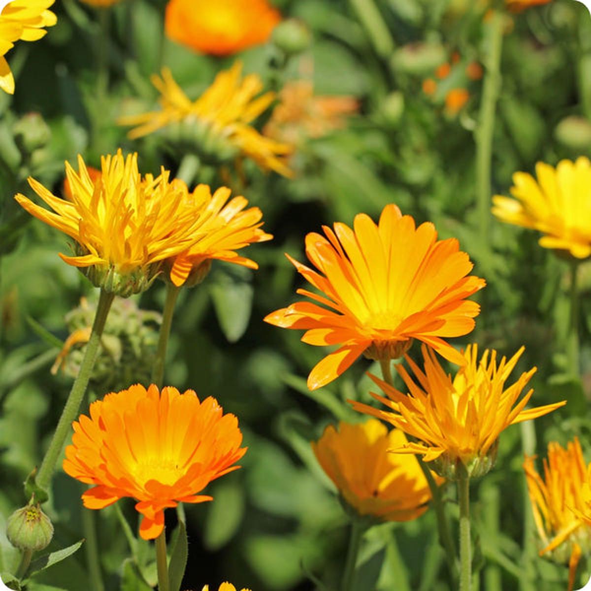 Calendula (Calendula officinalis)  Common Calendula Seeds