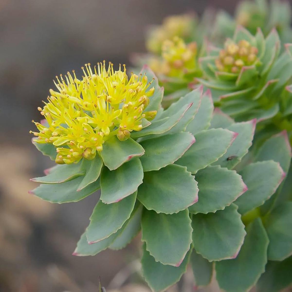 Rhodiola Rosea Herb Seeds for Planting  Heirloom, Non-GMO, Medicinal, Easy to Grow