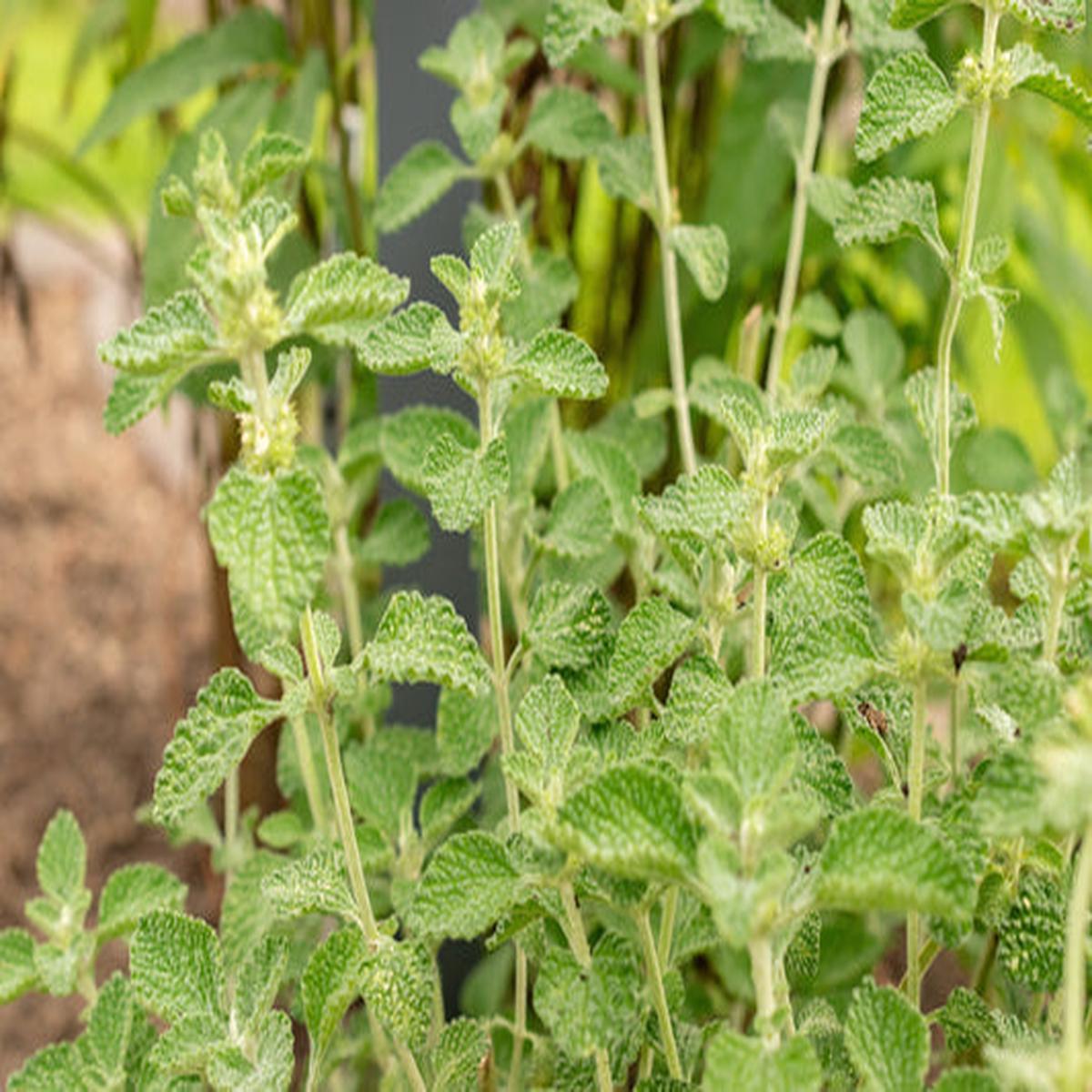 White Horehound (Marrubium vulgare)