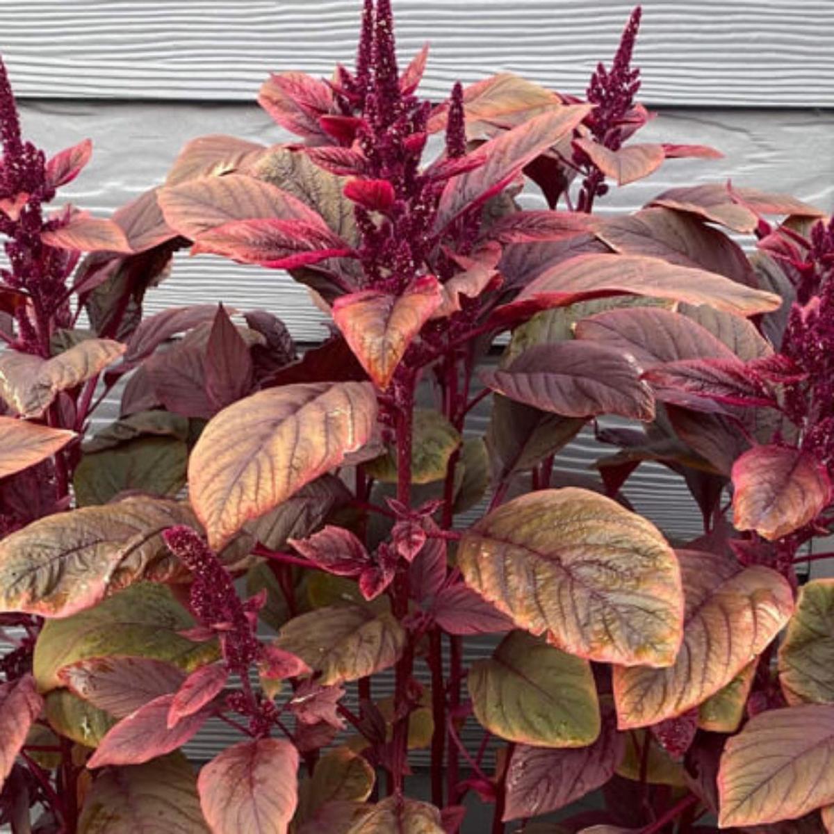 Amaranthus Seeds for Planting  Heirloom, Non-GMO, Easy to Grow, Nutrient-Rich