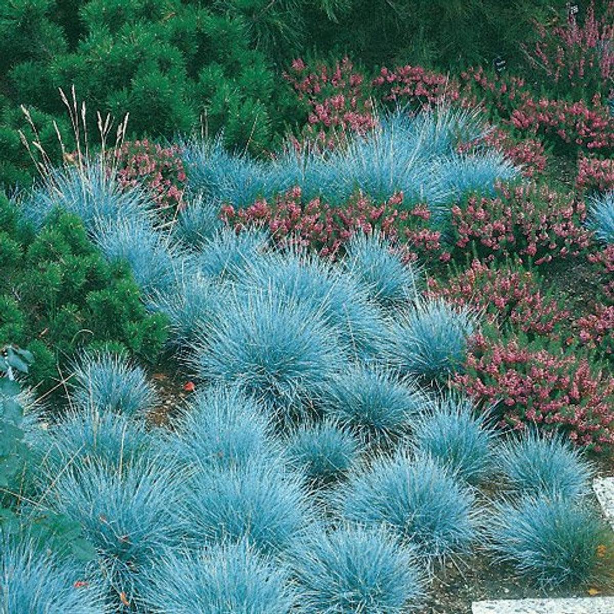 Blue Fescue Grass Herb Seeds for Planting  Heirloom, Non-GMO, Drought-Tolerant, Perennial