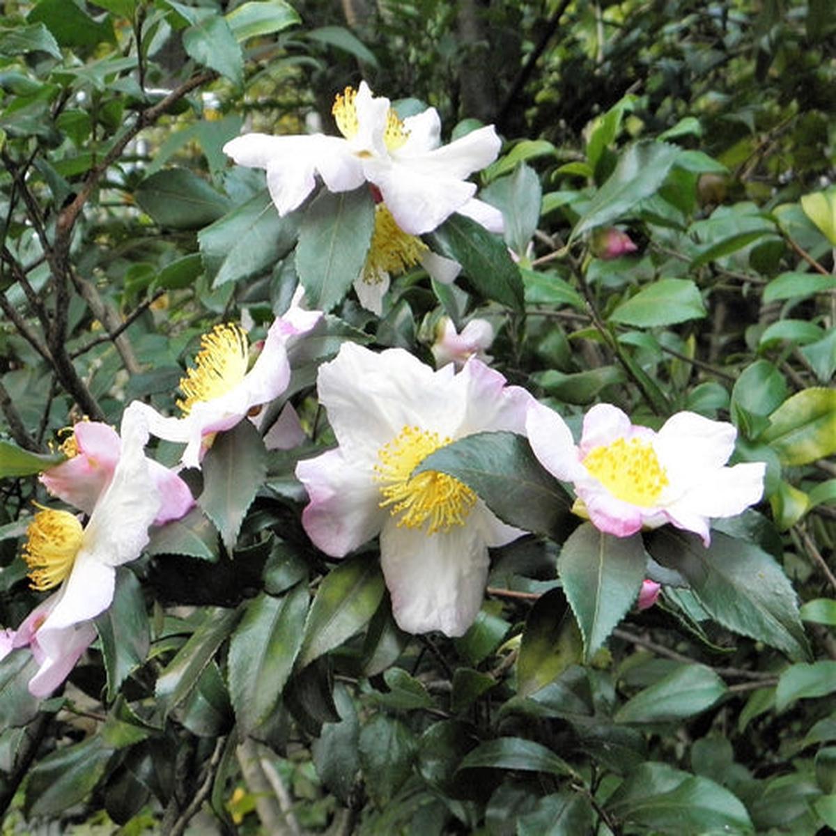 Tea Plant (Camellia Sinensis) Black & Green Drinking Tea Evergreen Tree Shrub Flower Seeds