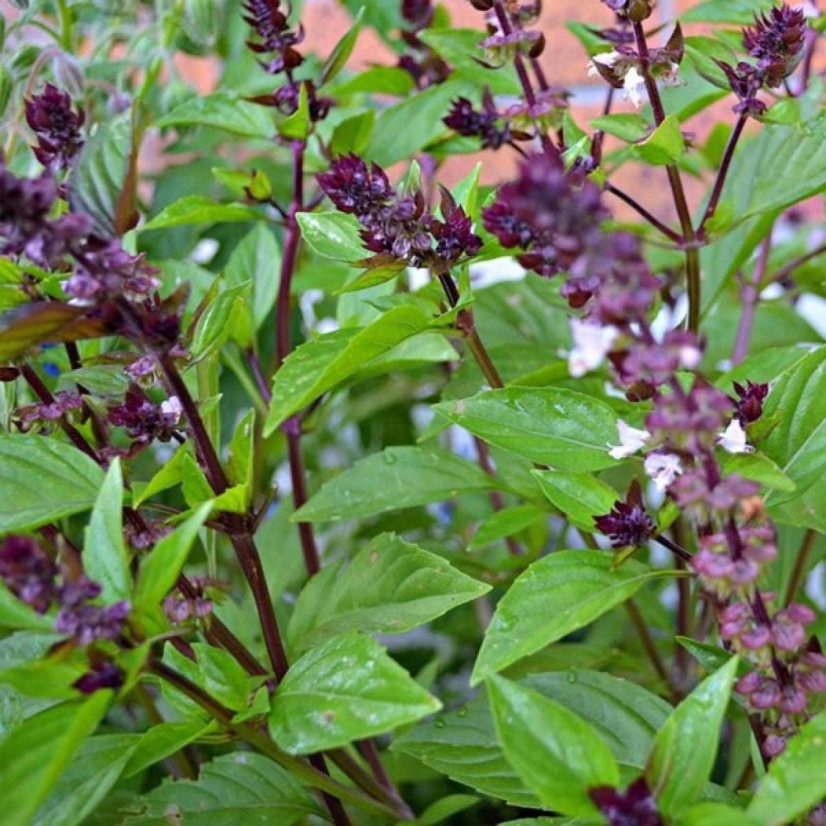Basilico Mostruoso Basil (Ocimum basilicum 'Mostruoso') Seeds