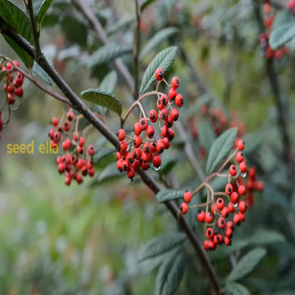 Brown Cotoneaster Seeds for Planting