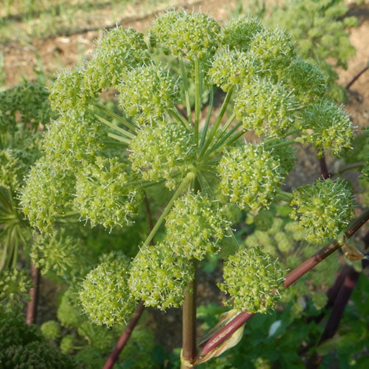 Angelica (Angelica archangelica)  Organic Seeds