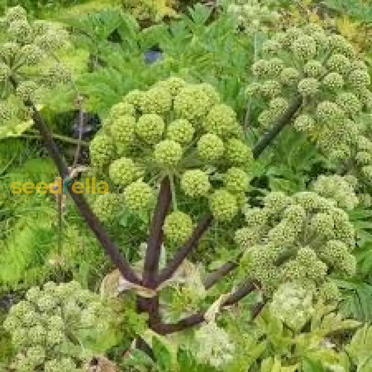 Angelica Seeds for Garden Planting