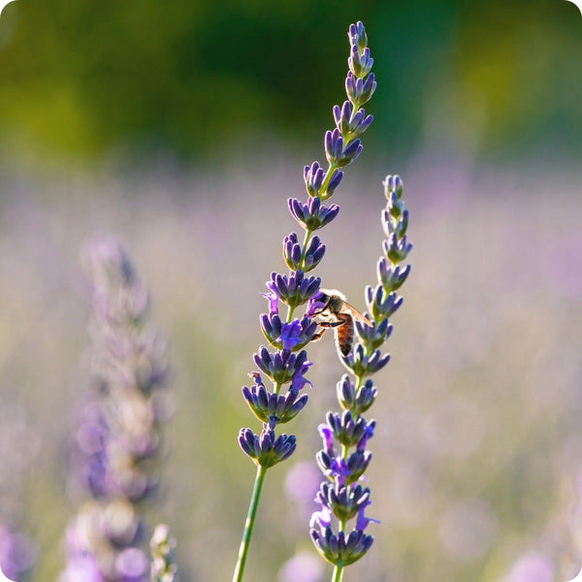 Spike Lavender (Lavandula latifolia) Seeds