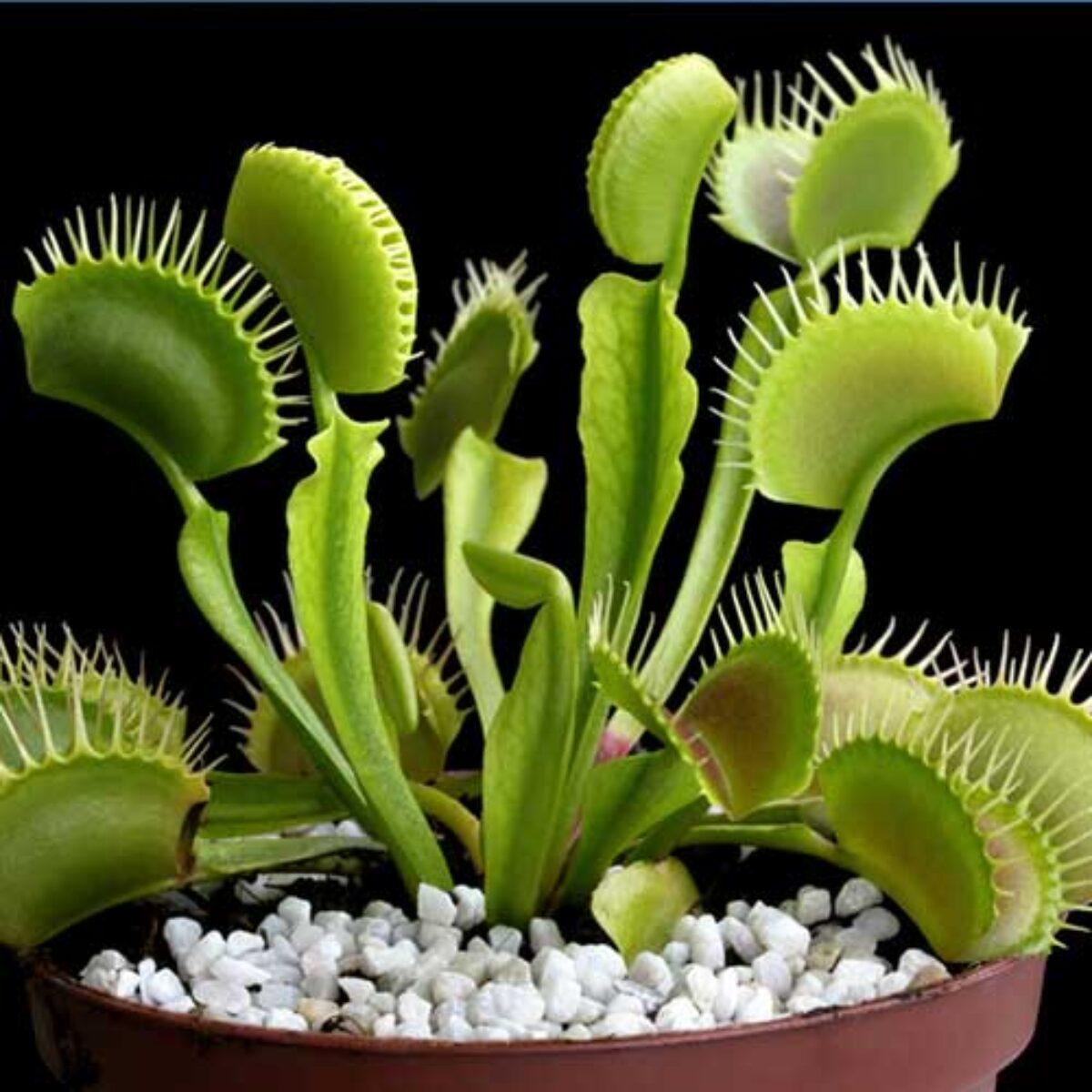Venus Flytrap Seeds for Planting  Heirloom, Non-GMO, Carnivorous, Full Sun, Acidic Soil