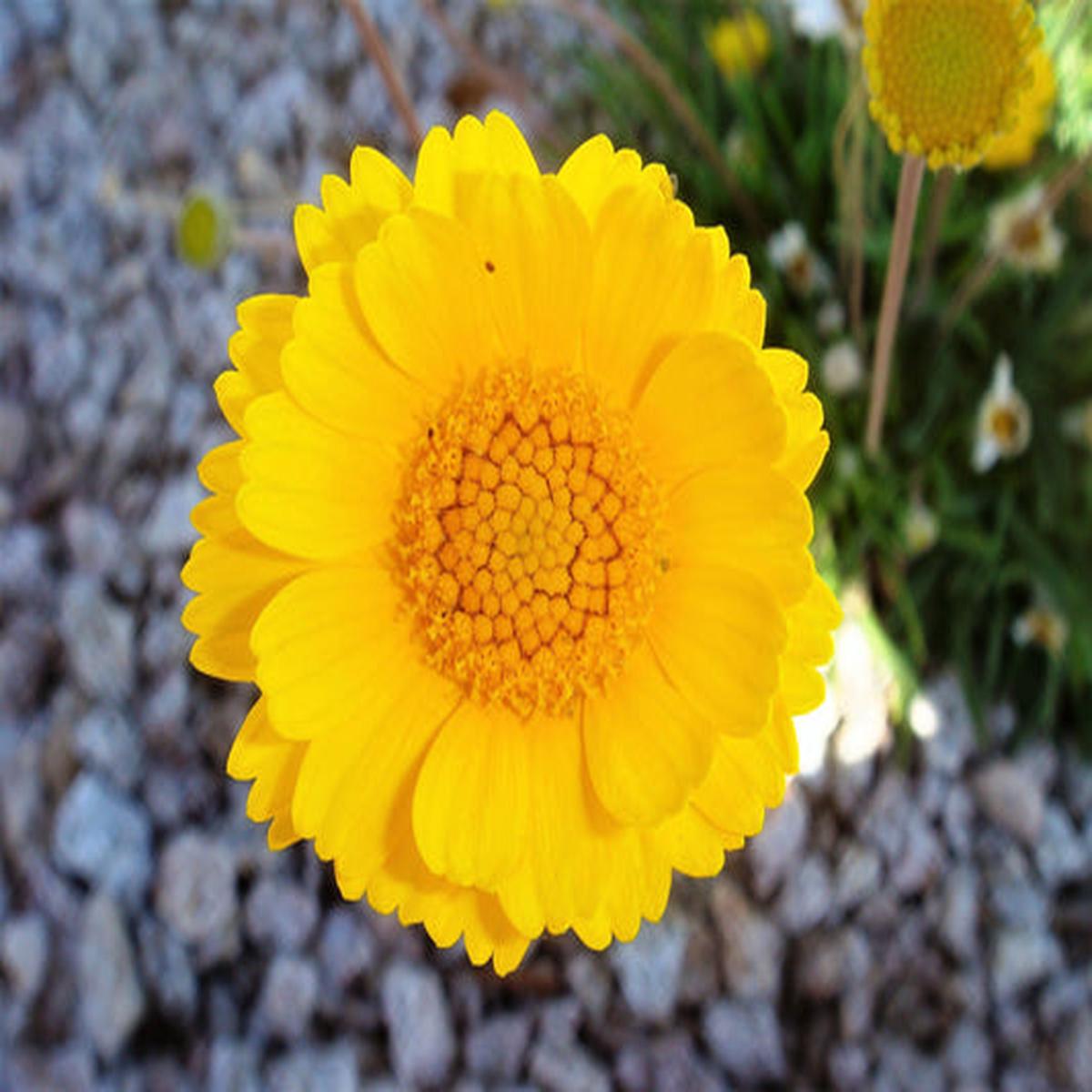Yellow Desert Marigold (Baileya multiradiata) Showy Drought-Tolerant Paper Daisy Flower Herb Seeds