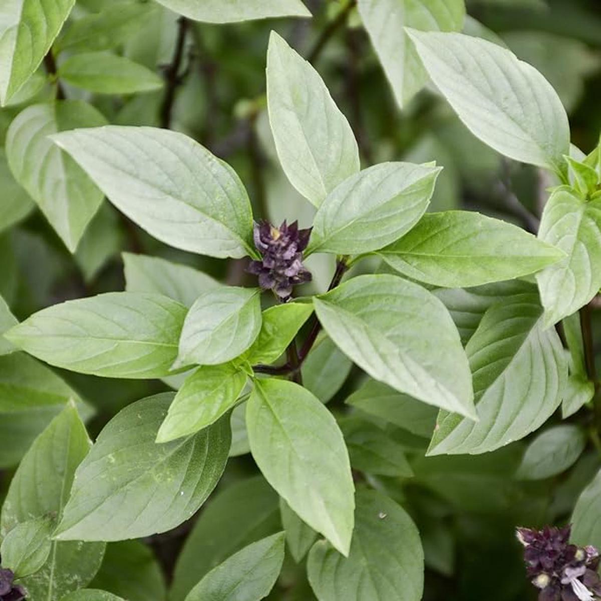 Basil Dolce Fresca Seeds for Gardening & Planting | Premium Quality Herb Seeds for Lush, Flavorful Basil Plants
