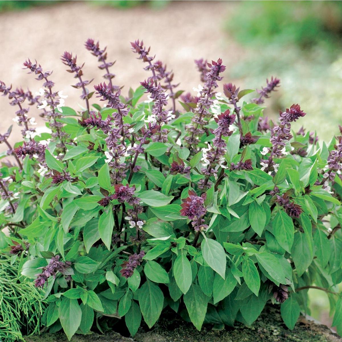 Basil Herb Seeds for Planting  Heirloom, Non-GMO, Easy to Grow
