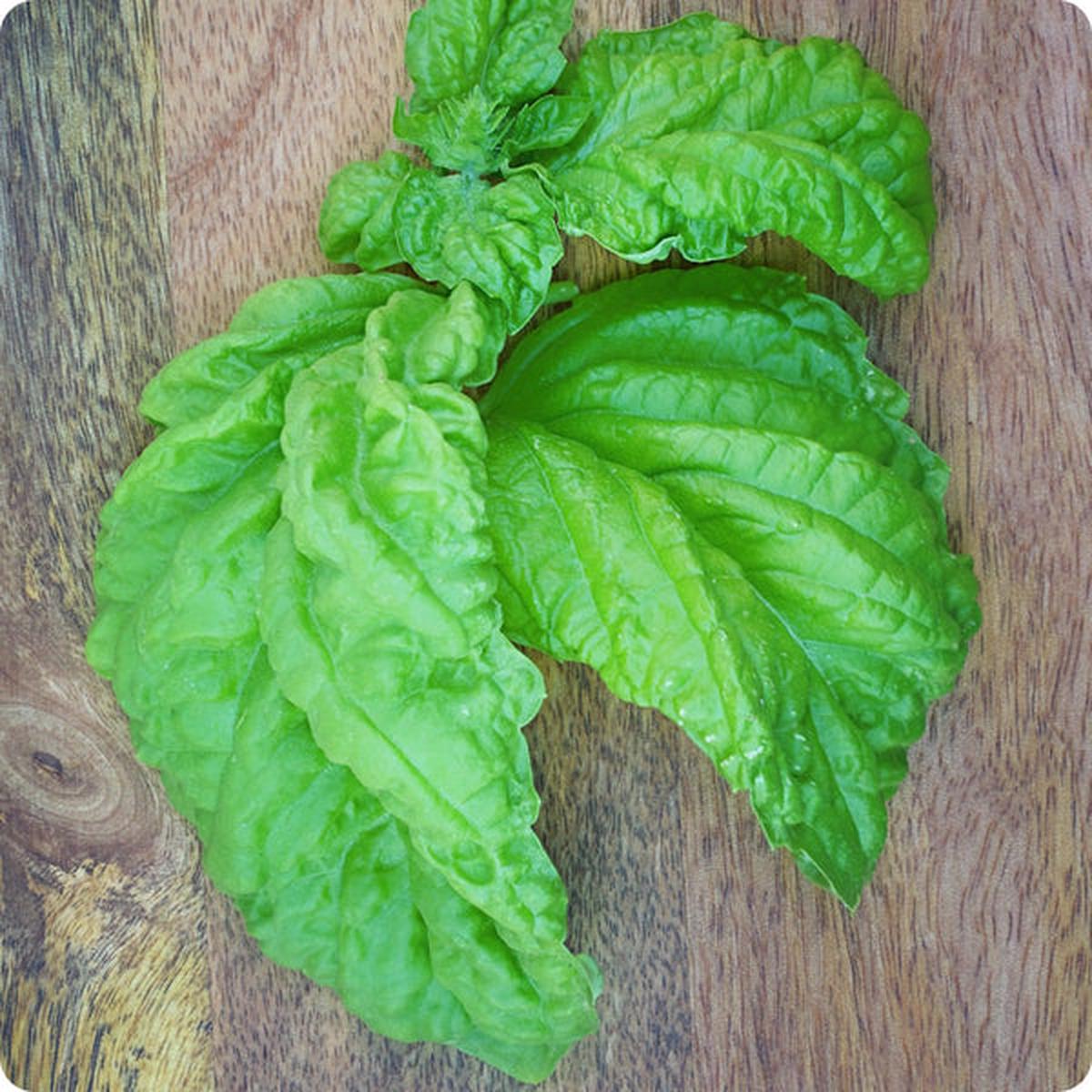 Basil Seeds - Mammoth Leaf (Ocimum basilicum)