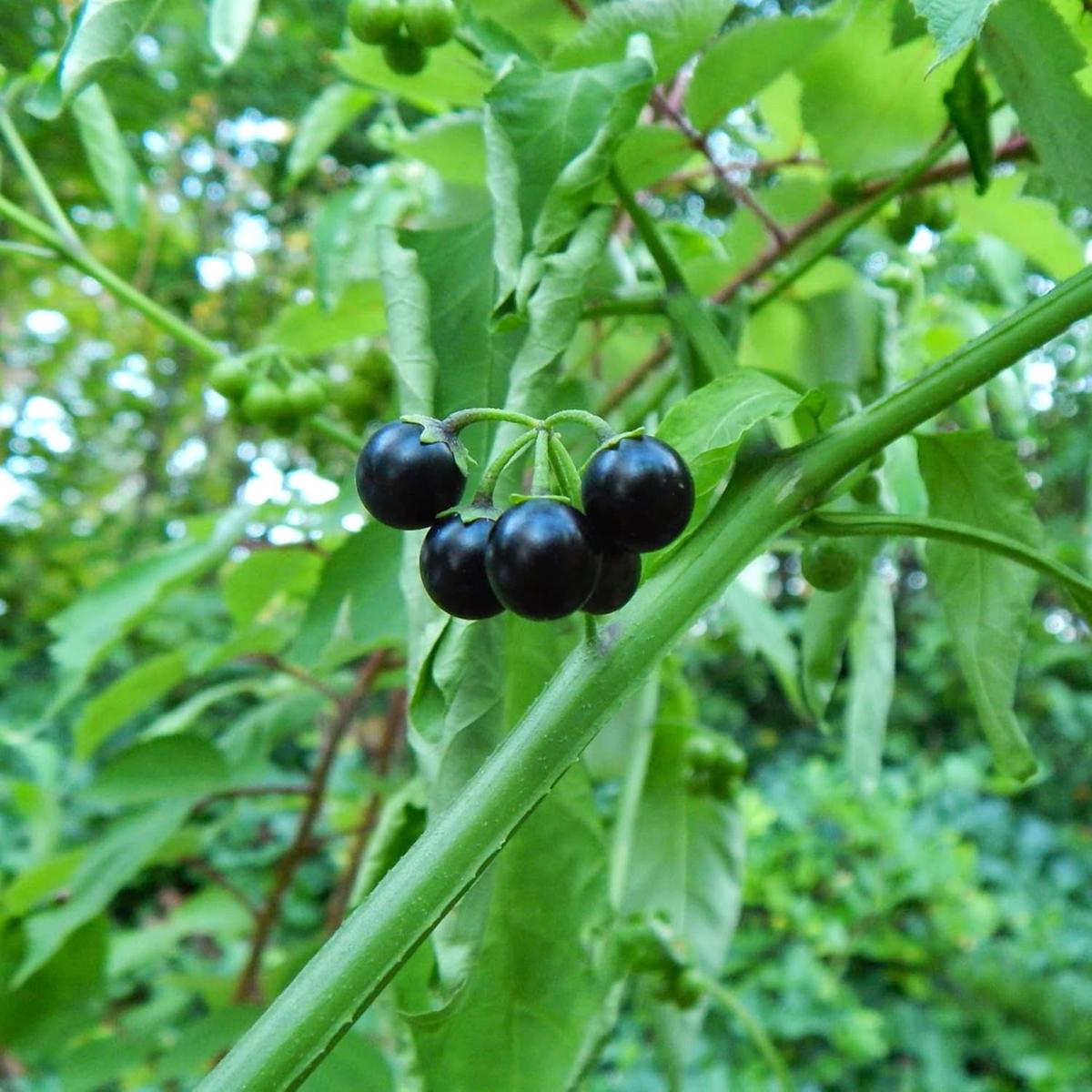 Black Nightshade (Solanum Nigrum) Herb Seeds for Planting  Heirloom, Non-GMO, Easy to Grow, Edible