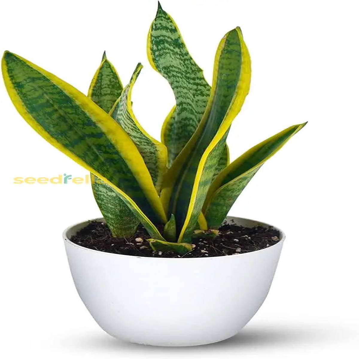 Blue Sansevieria Garden Plant Seeds for Planting  Germination