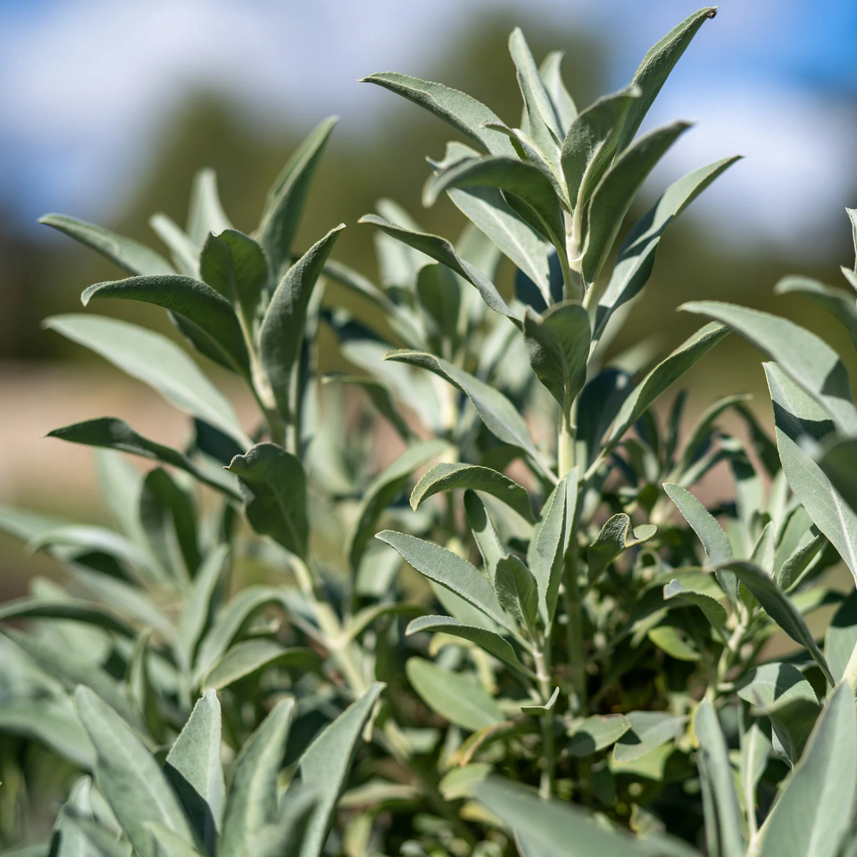 White Sage Herb Seeds for Planting  Heirloom, Non-GMO, Easy to Grow, Aromatic Herb