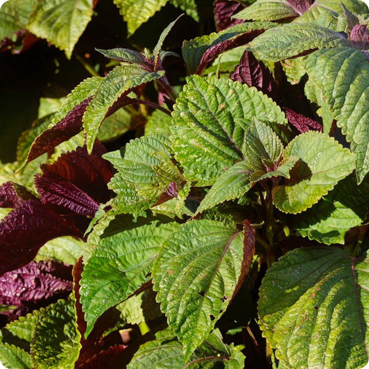 Shiso Seeds - Britton (Perilla frutescens)