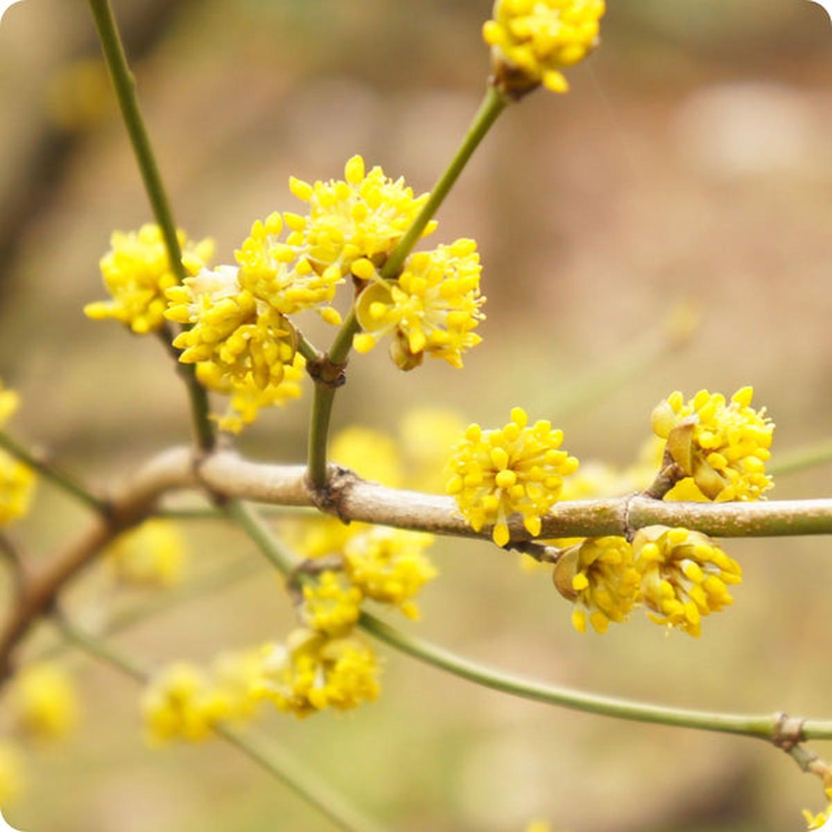 Spicebush Seeds (Lindera benzoin)