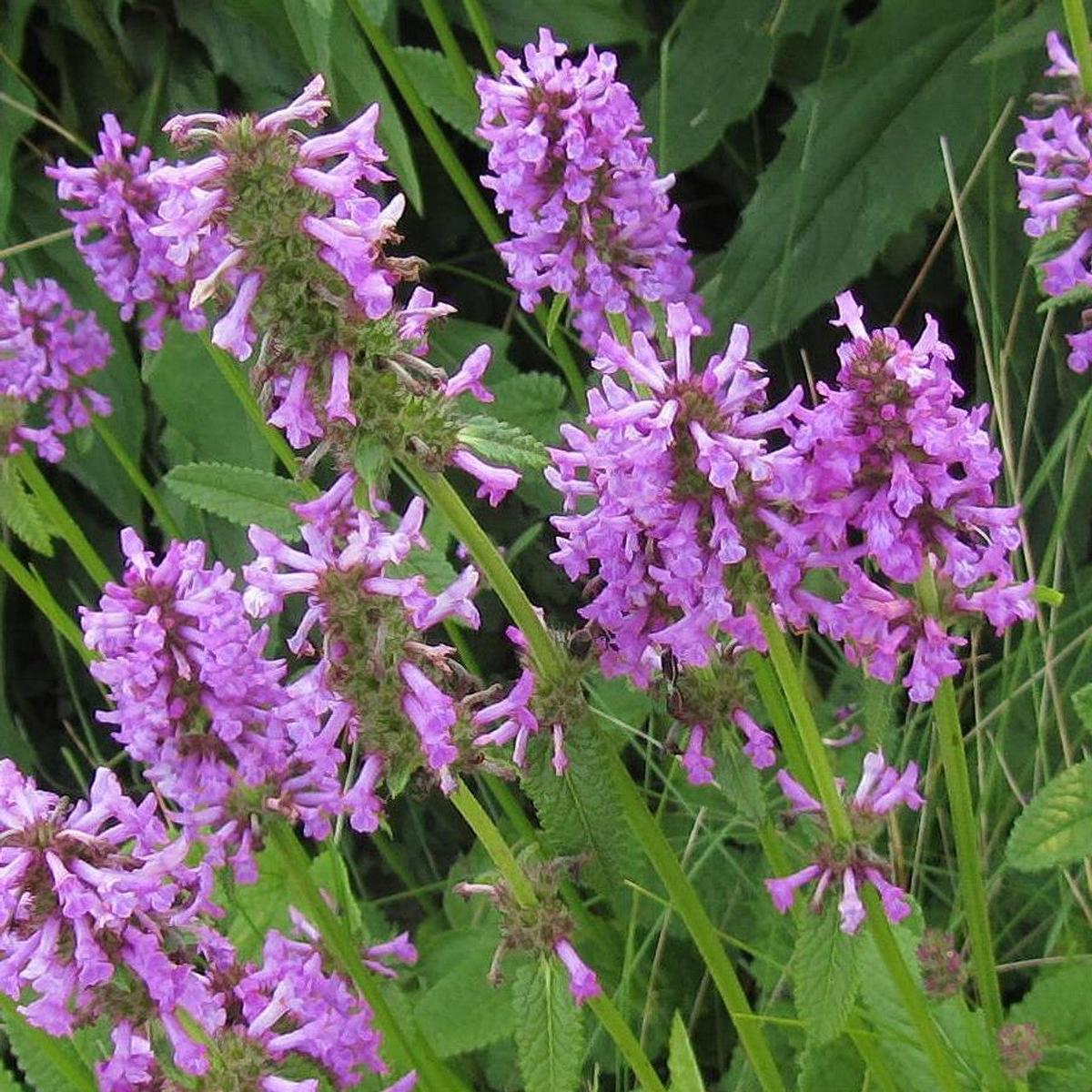 Stachys Officinalis Herb Seeds  Heirloom, Non-GMO, Easy to Grow