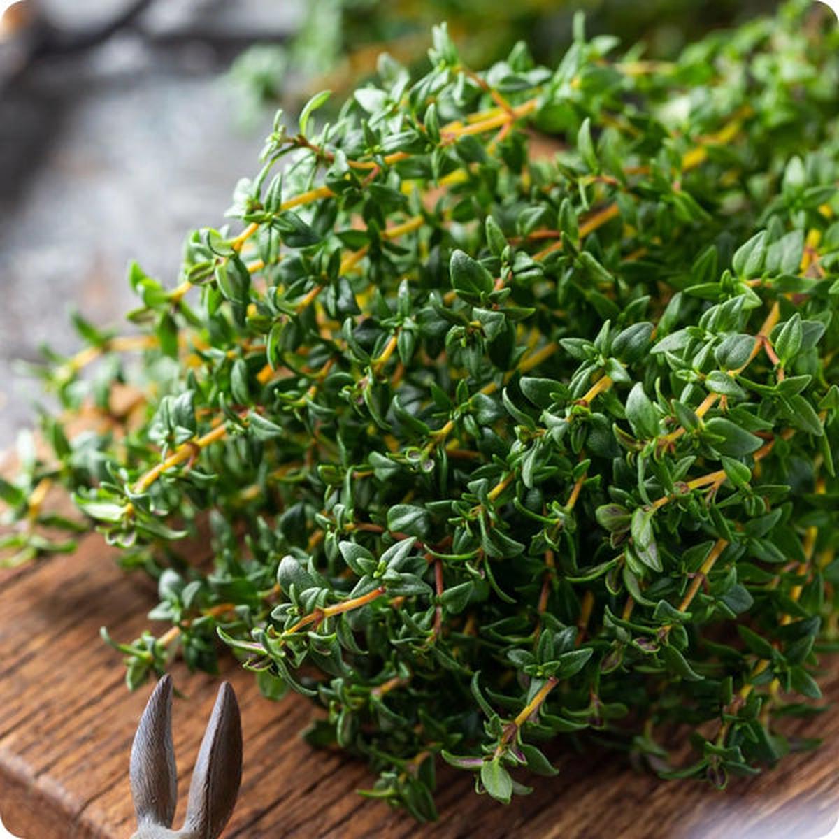 Thyme Seeds - Winter (Thymus vulgaris)