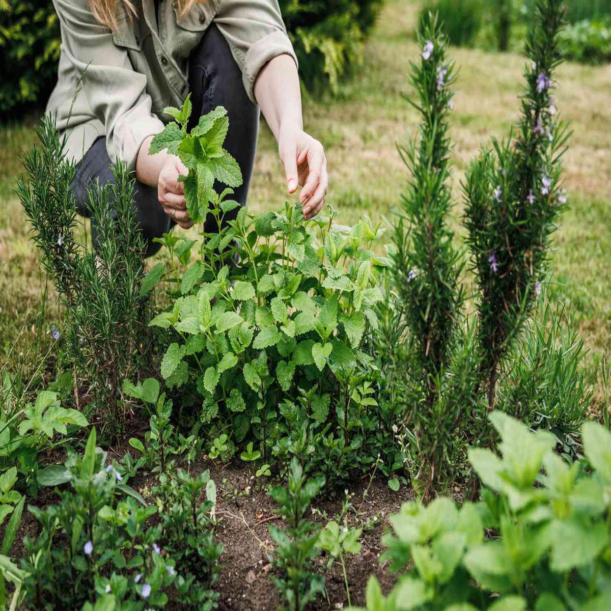 Aromatic Herb Seeds: Planting Foeniculum