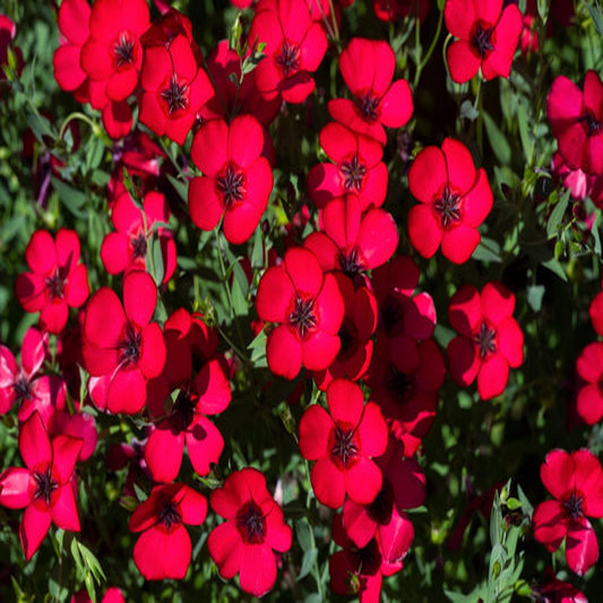 Red Scarlet Flax (Linum grandiflorum Rubrum) Flower Seeds
