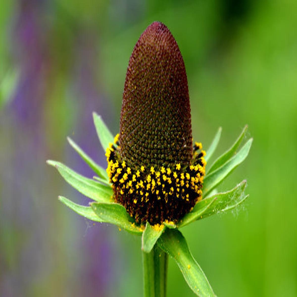 Western Coneflower (Rudbeckia occidentalis) Green Wizard Rayless Naked Chocolate Black Flower Herb Seeds