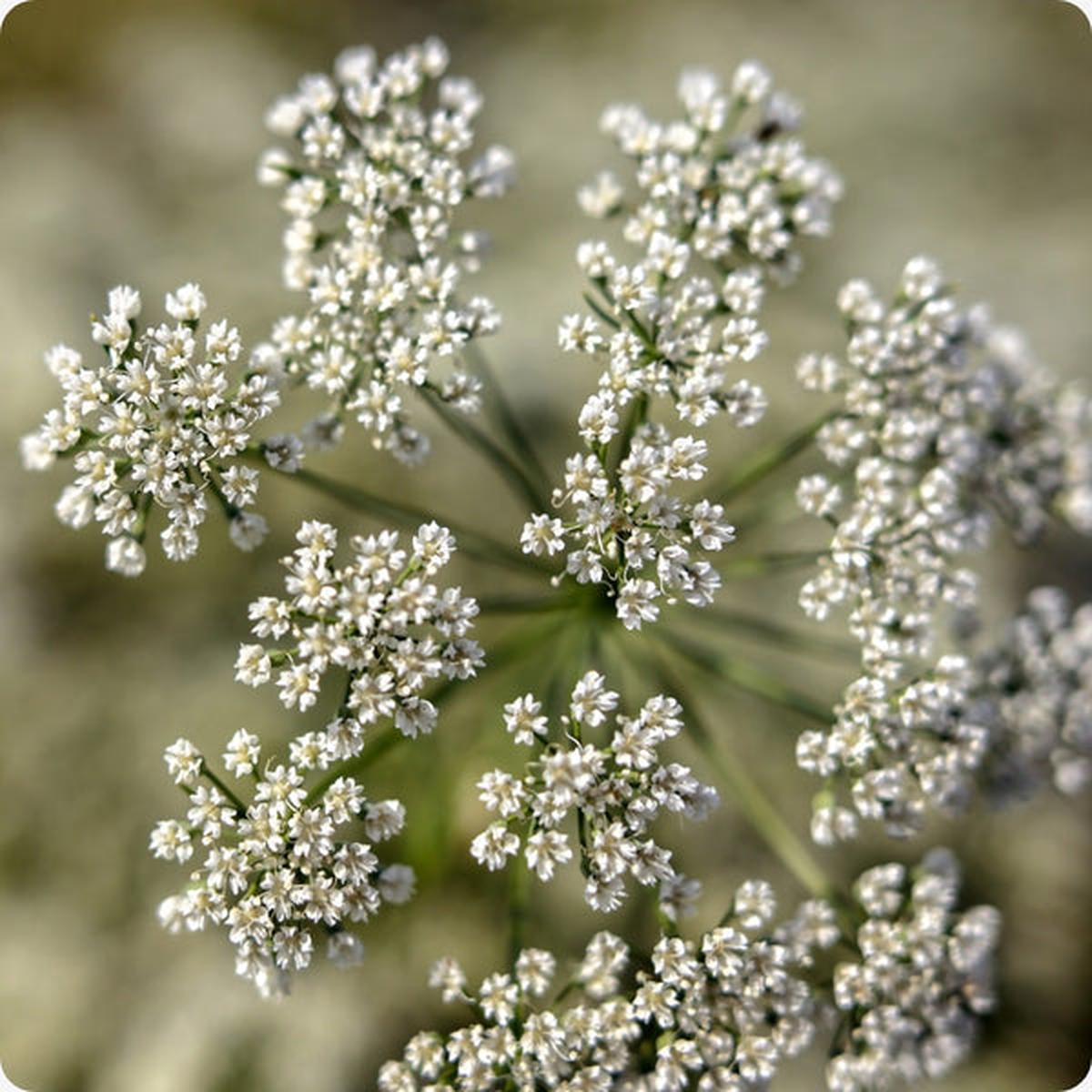 Anise Herb (Pimpinella anisum) Seeds