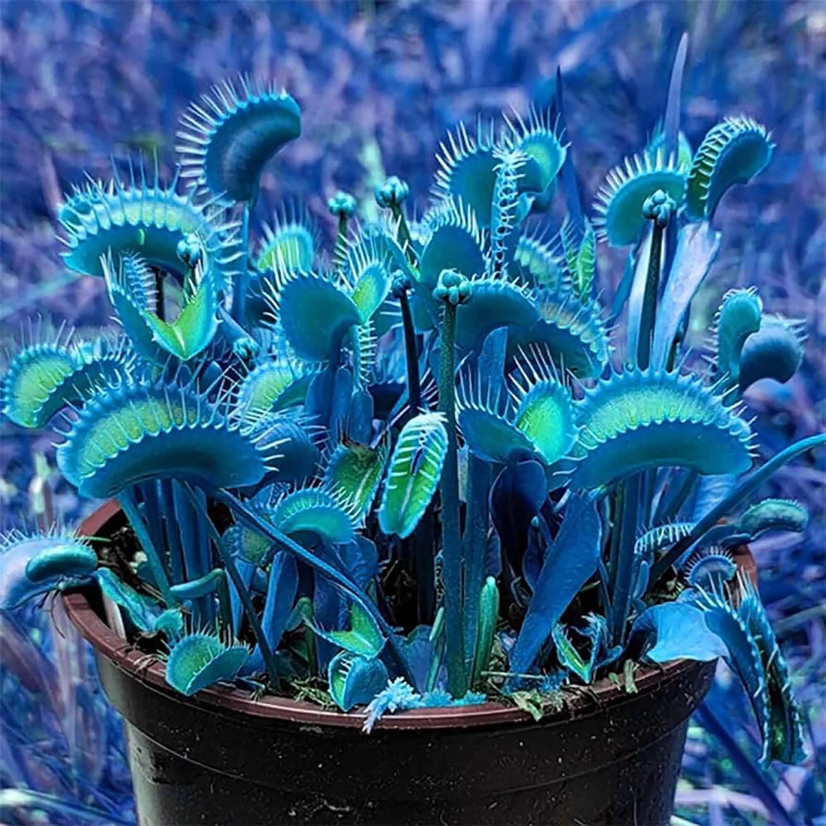 Blue Venus Flytrap Herb Seeds for Planting  Heirloom, Non-GMO, Carnivorous, Easy to Grow