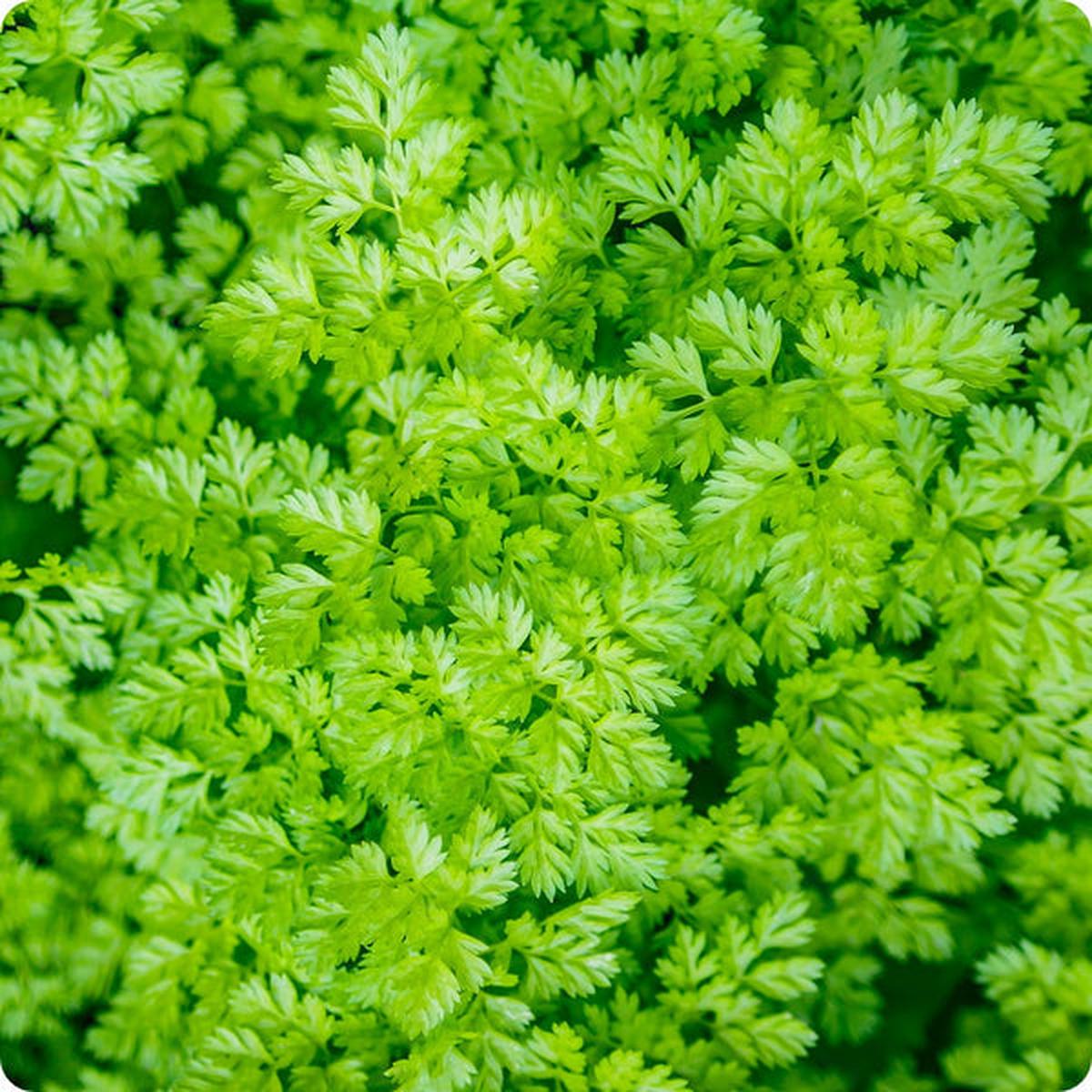 Chervil Seeds - Vertissimo (Anthriscus cerefolium)