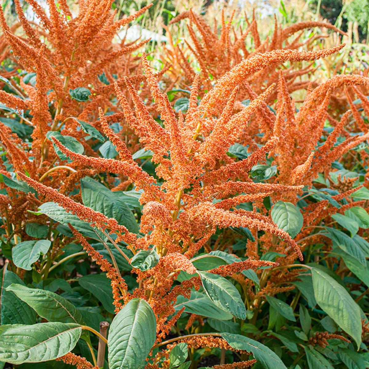 Amaranthus Orange Giant Seeds for Planting  Heirloom, Non-GMO, Bold Orange, Flowering