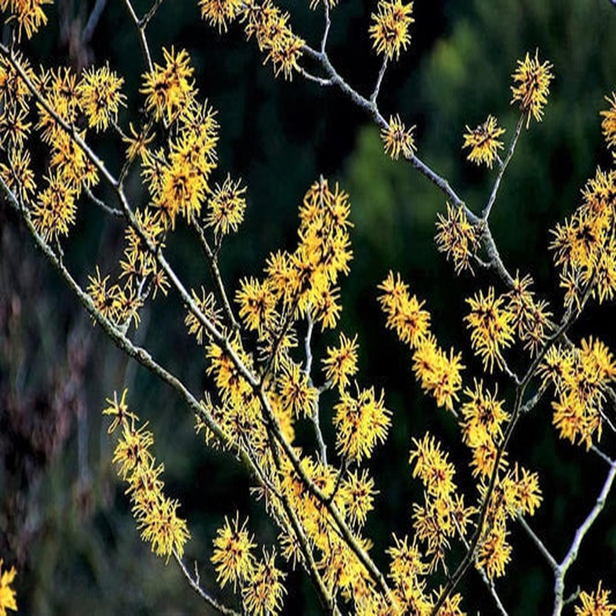 American Witch Hazel (Hamamelis virginiana) Yellow Flower Shrub Tree Seeds