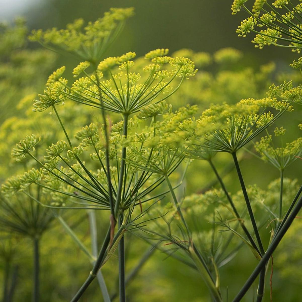 Anethum Graveolens (Dill) Herb Seeds  Heirloom, Non-GMO, Easy to Grow, Culinary