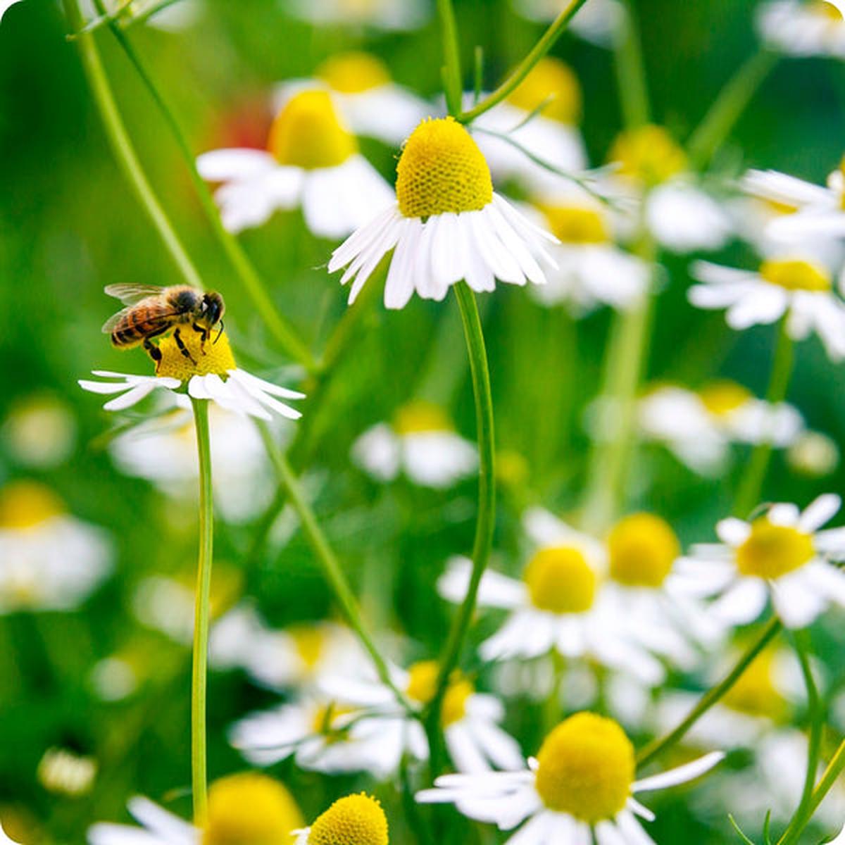 Chamomile Seeds - Bodegold (Matricaria recutita)