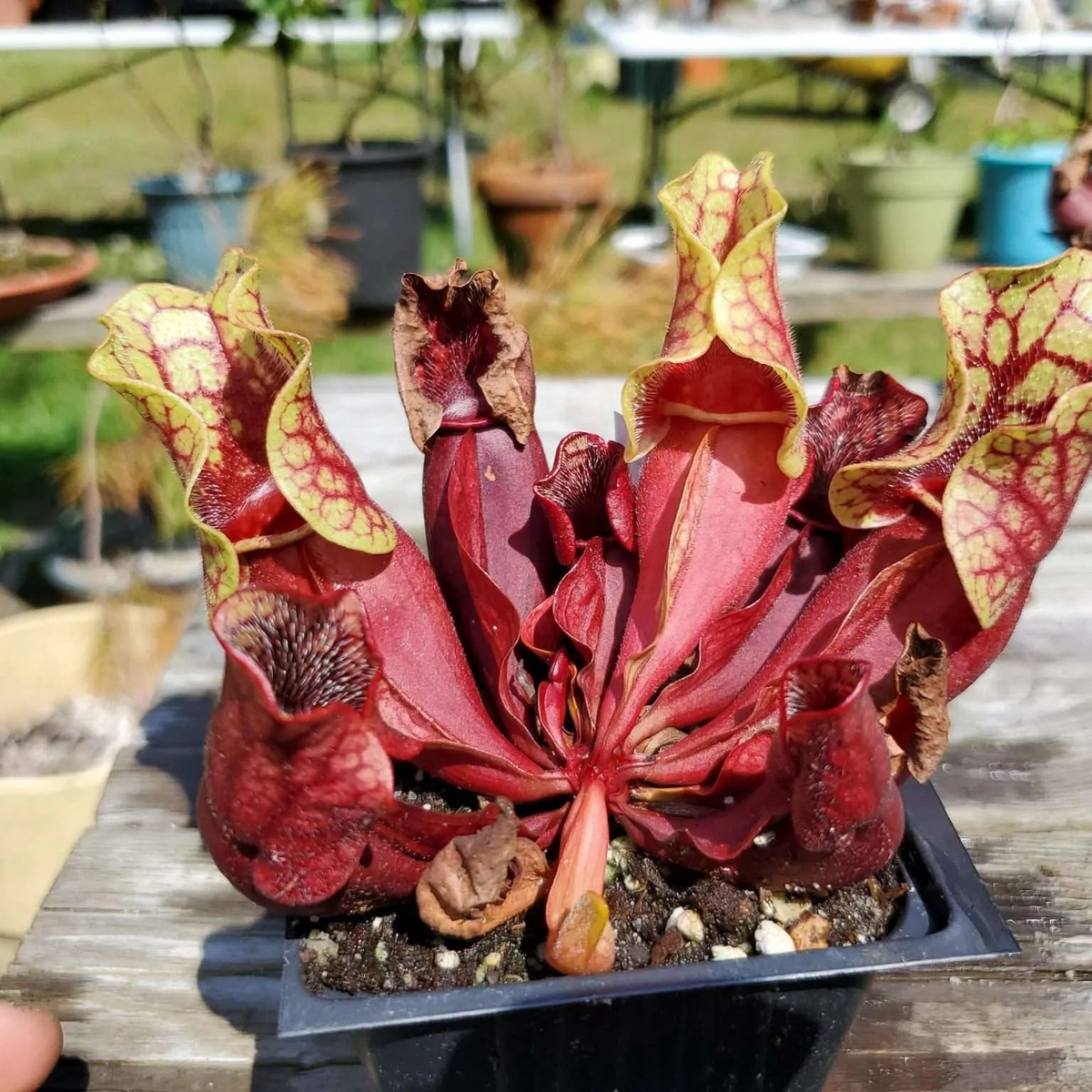 Sarracenia Purpurea Herb Seeds for Planting  Heirloom, Non-GMO, Carnivorous, Perennial